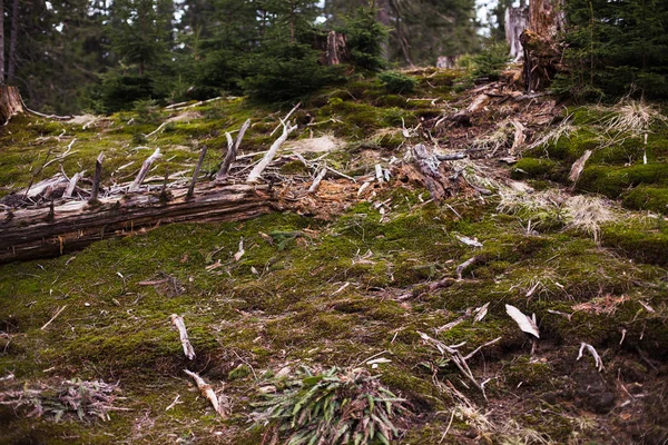 North Scandinavische dennenbos, Zweden natuurlijke reizen buiten vintage hipster achtergrond — Stockfoto