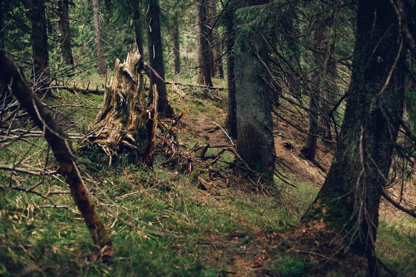 Bosque de pino en las montañas —  Fotos de Stock
