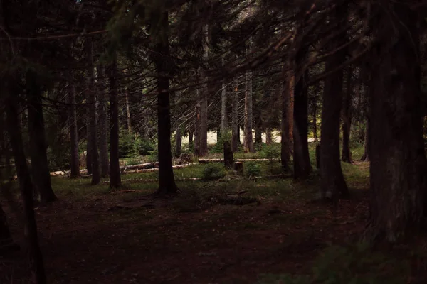 Bosque de pino en las montañas — Foto de Stock