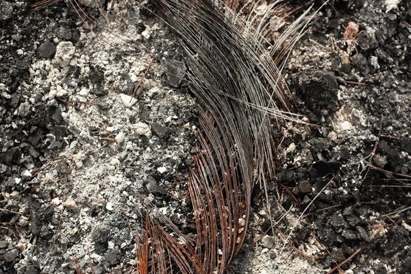 Carcasse métallique du pneu en caoutchouc brûlé de l'automobile — Photo