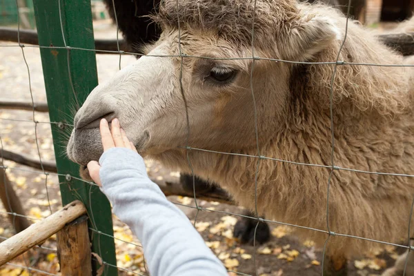 Ein Mensch füttert ein Kamel im Zoo — Stockfoto