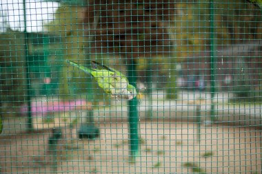 Green parrot in a cage in the zoo clipart