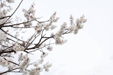 Çiçeği ağaç doğa arka plan bahar çiçekleri Bahar üzerinde