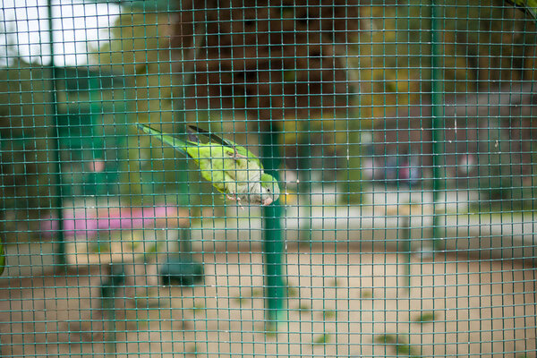 Зеленый попугай в клетке в зоопарке
