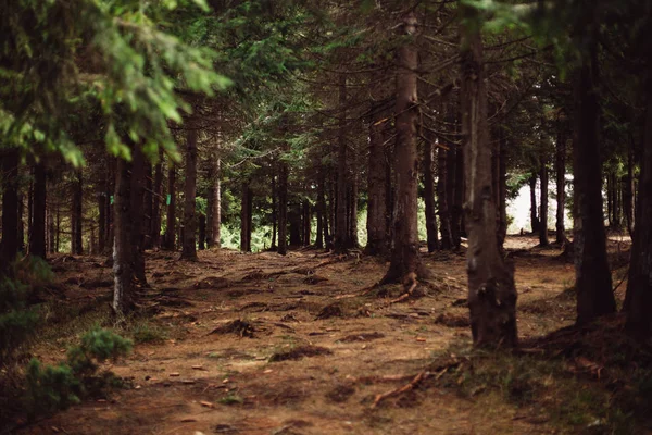 Bosque de pino en las montañas —  Fotos de Stock