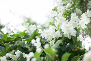 Çiçeği ağaç doğa arka plan bahar çiçekleri üzerinde