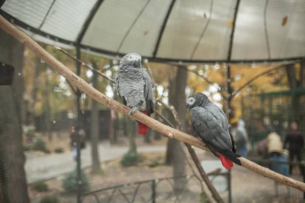 Dois papagaio bonito em uma gaiola zoológico pássaro cinza tropical i — Fotografia de Stock