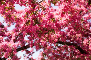 kırmızı, pembe bahar ağaç, çiçek açması. Kiraz çiçekleri arka plan