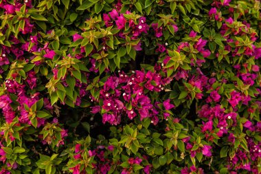 Kırmızı çiçek ve yaprak yeşil arka planı kapat