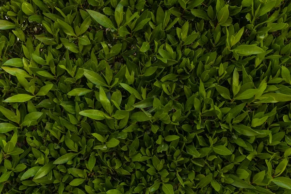 Green leaf wall background horizontal image — Stock Photo, Image