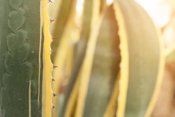 Close up green and yellow cactus leaf — Stock Photo, Image