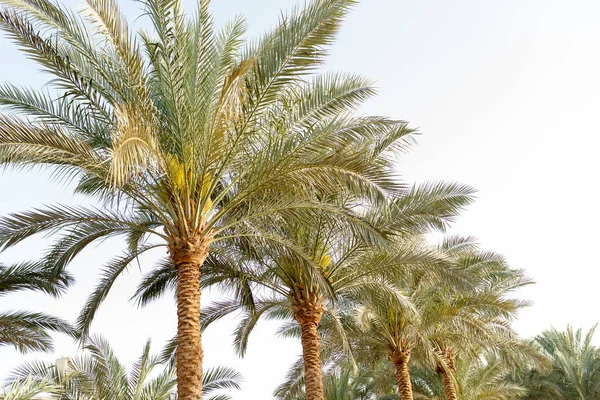 Skupina palm tree nízký úhel pohledu tropické — Stock fotografie