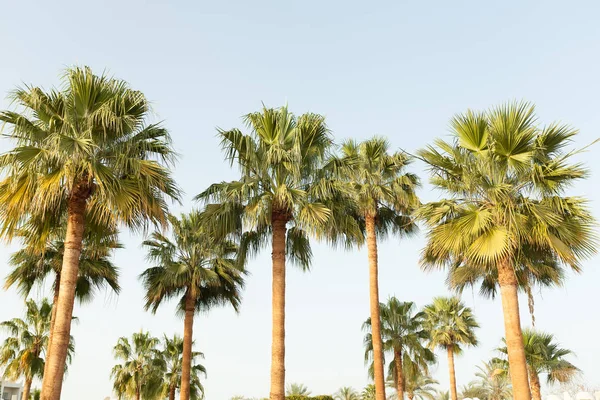 棕榈树低角度视图热带背景 — 图库照片