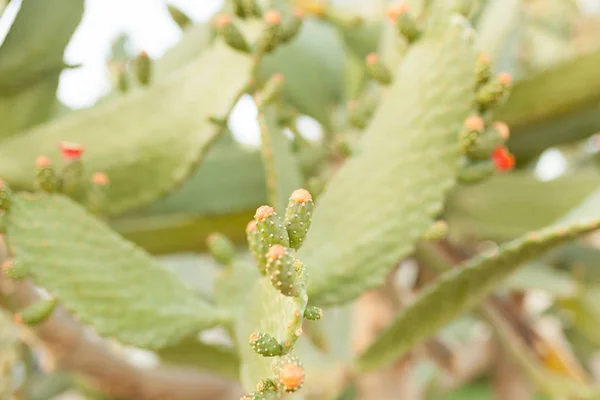 Dzikie krzewy kaktusa opuntia ficus indica sabra oświetlone przez słońce — Zdjęcie stockowe