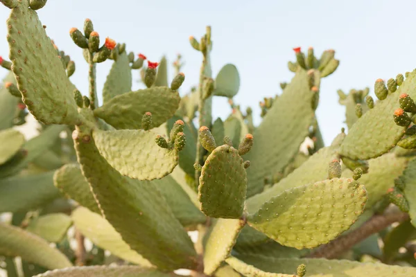 Άγρια θάμνους κάκτος opuntia ficus indica sabra φωτίζονται από τον ήλιο — Φωτογραφία Αρχείου