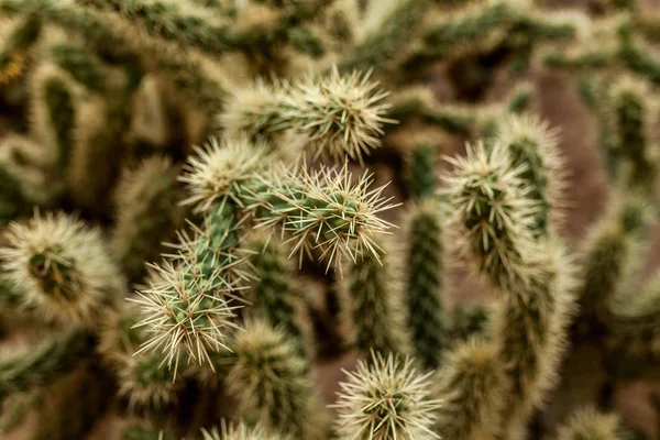 Un cactus grande con espinas en el fondo espinoso salvaje — Foto de Stock