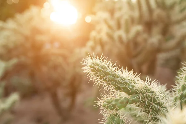 Sebuah kaktus besar dengan duri di latar belakang berduri liar — Stok Foto