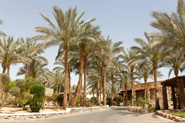 Тропічний розкішний курорт hotel Арабські архітектури з palm — стокове фото