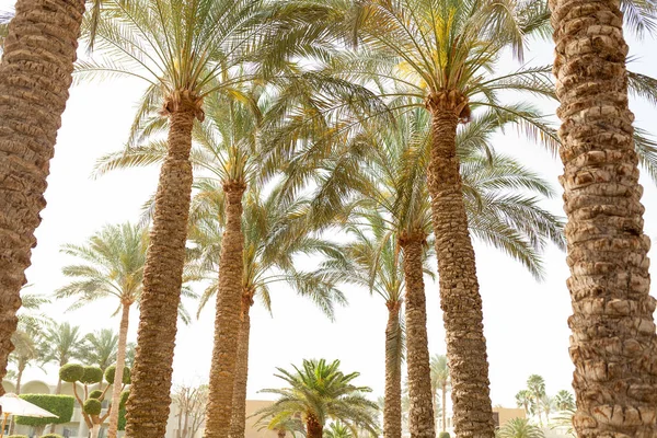 Palm tree niski kąt widoku tropikalny tło — Zdjęcie stockowe
