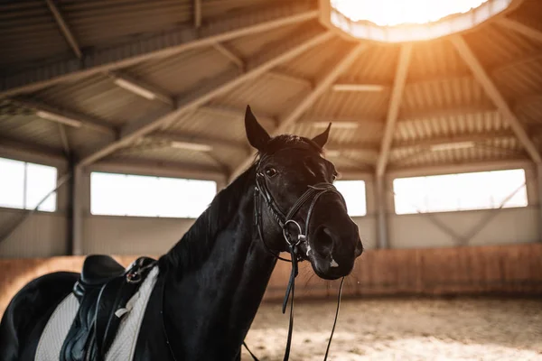 乗用馬厩舎を背景に日光をクローズ アップ — ストック写真