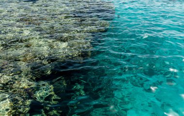 Undrewater resif mercan ile Kızıldeniz