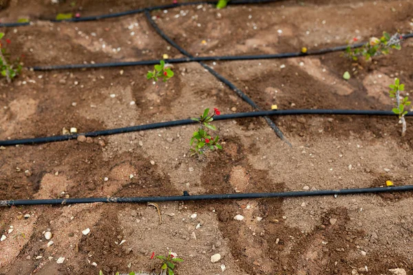 Flowers and the automatic irrigation system with plastic pipes — Stock Photo, Image