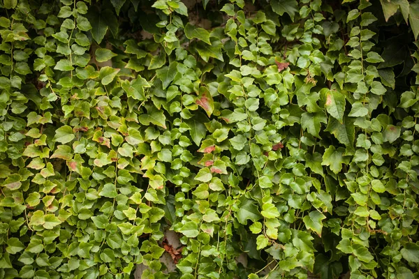 ผนังสีเขียวองุ่นป่า — ภาพถ่ายสต็อก