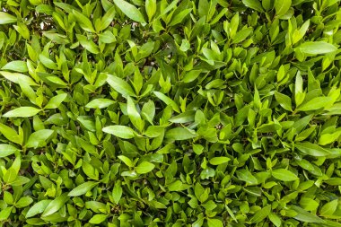 Yaprak yeşil duvar arka plan yatay görüntü