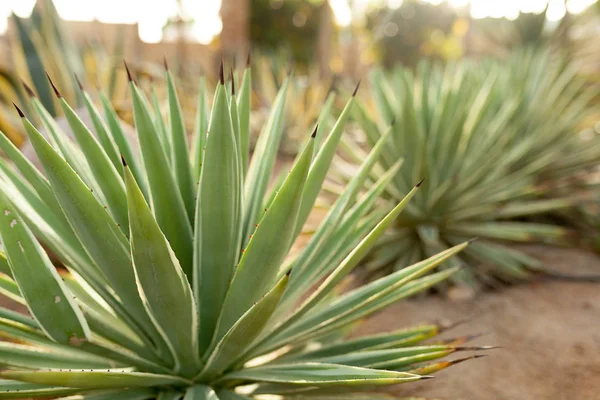 Skupina keřů kaktus na dekorativní květinové zahradě Agave — Stock fotografie