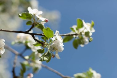 Elma çiçeği üzerinde doğa arka plan, güzel bahar çiçekleri