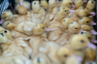 Küçük ördek yavruları. Birçok çocuk kümes hayvanı çiftliğinde ördek