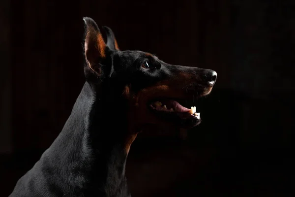 Doberman Pinscher mot svart bakgrund framifrån — Stockfoto