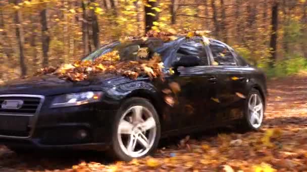 Ukrajina. Charkov 19. října 2019 Černé Audi auto jedoucí po prázdné lesní cestě přes jasné podzimní listí. Barevné podzimní listí tančí za autem jedoucím po lesní cestě. — Stock video