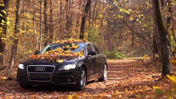 Ukraine. Kharkov 19 October 2019 Black Audi car driving on empty forest road over bright autumn leaves. Colorful fall foliage dancing behind a car driving over on forest road. — ストック動画