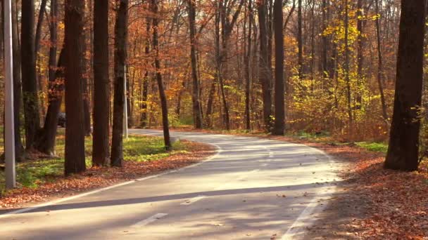 Ucrânia. Kharkov 19 Outubro 2019 Carro Audi preto dirigindo na estrada de floresta vazia sobre folhas de outono brilhantes. Folhagem de outono colorida dançando atrás de um carro dirigindo na estrada da floresta . — Vídeo de Stock