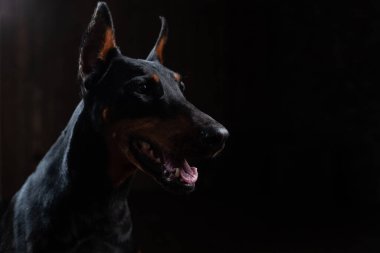 Siyah arka plan ön görünüm karşı Doberman Pinscher