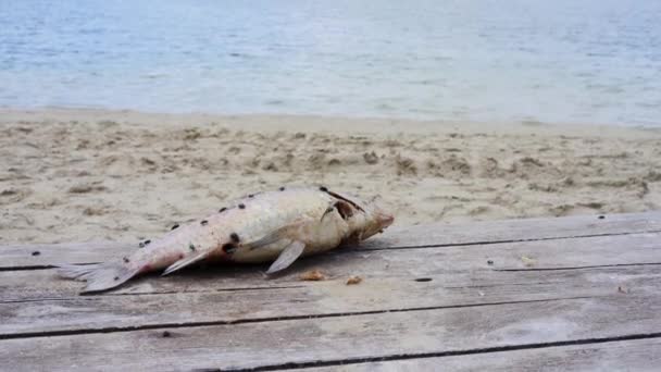 Toter Fisch liegt am Ufer Pier in der Nähe des Sees stinkt Fliegen bedeckt. — Stockvideo