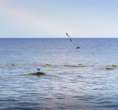 Sahildeki deniz suları, bir martı ayakta durup bize bakarken sığ ve kayalık bir yer.