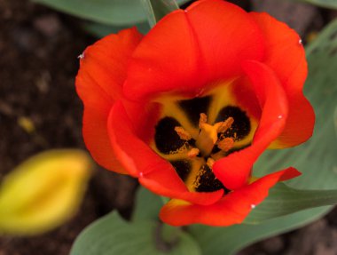 Güzel, gür lale çiçeği yakın plan, tepeden tırnağa manzara, kırmızı-sarı lale çiçeği...