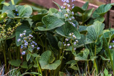 Uzun sapları üzerinde bir sürü yeşil yaprak yakın, çiçekler mavi ve açık mavi.