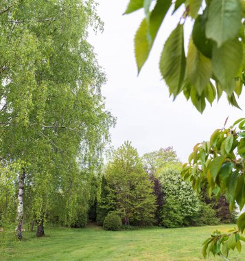 Önde yeşil bir çim var, solda huş ağaçları, arkada kiraz, thuja, kuş kirazı ağacı, fındık ağacı..