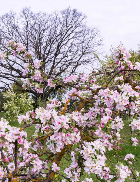 Apple Tree Branches Full Flowers Large Oak Leafless Background Spring — Stock Photo, Image
