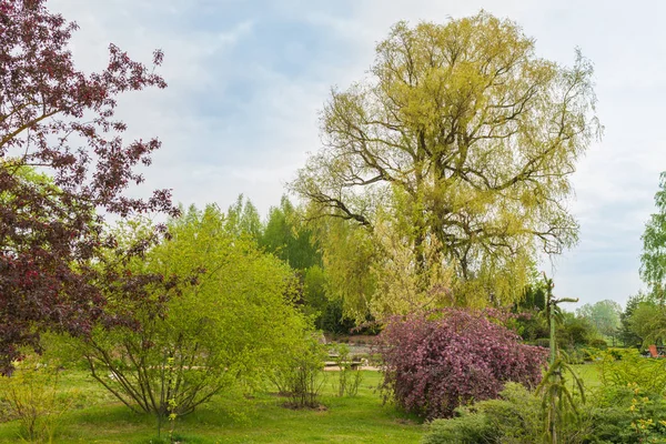 Süslü Bitkileri Ağaçları Olan Bahar Bahçesi Iki Mor Elma Açık — Stok fotoğraf