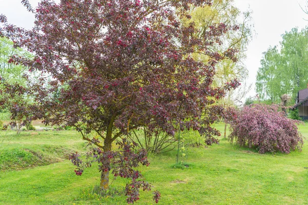 Jarní Zahrada Okrasnými Rostlinami Stromy Dvě Fialová Jablka Vyčnívají Proti — Stock fotografie