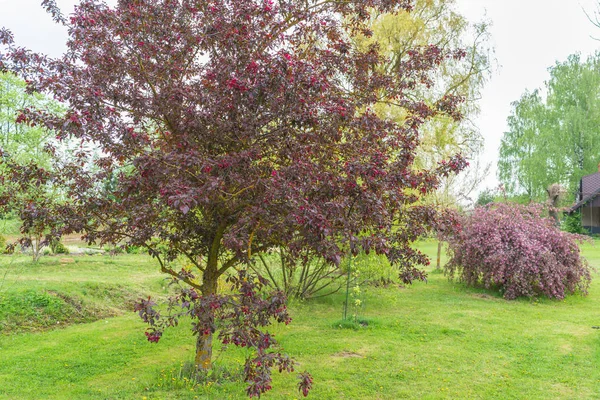 Jardin Printemps Avec Des Plantes Des Arbres Ornementaux Deux Pommes — Photo