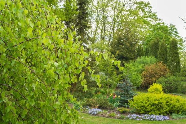 Ornamental Garden Spring Middle Bed Flowers Shrubs Two Spruce Trees — ストック写真