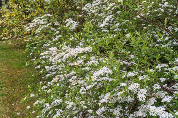 枝に多くの 多くの白い花を持つ装飾的な低木 春に観賞用植物と庭の端 個々の枝の鋭さ — ストック写真