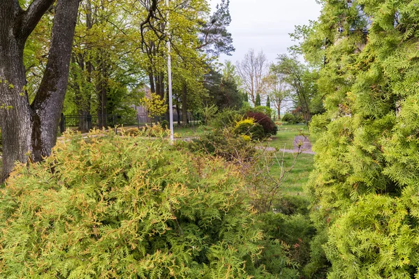 Litvanya Boyunca Bahçe Manzarası Solda Büyük Bir Meşe Ağacı Kapıdan — Stok fotoğraf