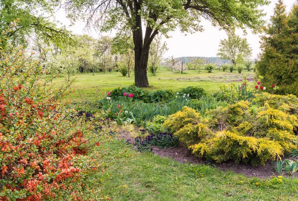 Trädgård Våren Rabatt Med Växter Och Barrträd Kvitten Röda Blommor — Stockfoto