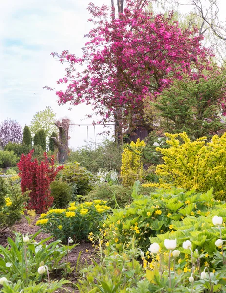 Vår Dag Dekorativ Trädgård Med Växter Buskar Och Träd Olika — Stockfoto